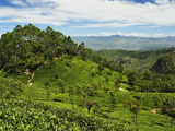 View of Tea Plantations from Lipton's Seat, Haputale, Sri Lanka, Asia Photographic Print by Jochen Schlenker