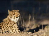 Cheetah (Acinonyx Jubatus), Kgalagadi Transfrontier Park, South Africa, Africa Photographic Print by Ann & Steve Toon