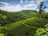 View over Tea Plantations, Near Munnar, Kerala, India, Asia Photographic Print by Stuart Black