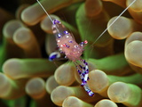 Anemone Shrimp (Periclimenes Holtuisi), Philippines, Southeast Asia, Asia Photographic Print by Lisa Collins