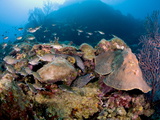 Two Spotted Moral Eels (Gymnothorax Moringa), St. Lucia, West Indies, Caribbean, Central America Photographie par Lisa Collins