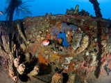 Coral Encrusted Porthole on Lesleen M Wreck, Sunk in 1985 Off Anse Cochon Bay, St Lucia Photographic Print by Lisa Collins