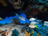 Fish, Cozumel, Mexico, Caribbean, North America Photographic Print by Antonio Busiello