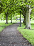 Spring Trees on the Stray in Spring, Harrogate, North Yorkshire, Yorkshire, England, UK, Europe Photographic Print by Mark Sunderland