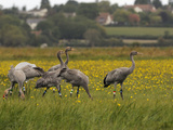 Juvenile Common Cranes (Grus Grus) Released by Great Crane Project on Somerset Levels, England Photographic Print by Nick Upton