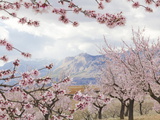 Spring Almond Blossom, Andalucia, Spain, Europe Photographic Print by Giles Bracher