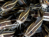 Striped Catfish (Plotosus Lineatus), Sulawesi, Indonesia, Southeast Asia, Asia Photographic Print by Lisa Collins