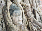 Stone Buddha Head in Fig Tree, Wat Mahathat, Ayutthaya City, UNESCO World Heritage Site, Thailand Photographic Print by Matthew Williams-Ellis