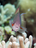 Threadfin Anthias (Pseudanthias Huchti) Male, Sulawesi, Indonesia, Southeast Asia, Asia Photographic Print by Lisa Collins