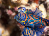 Mandarinfish (Synchiropus Splendidus) Mating, Sulawesi, Indonesia, Southeast Asia, Asia Photographic Print by Lisa Collins