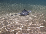 Stingray (Dasyatis Thetidis) Fishing, Cozumel, Mexico, Caribbean, North America Photographic Print by Antonio Busiello