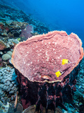Azure Vase Sponge and Big Nose Butterflyfish (Forcipiger Flavissimus), Sulawesi, Indonesia Photographic Print by Lisa Collins