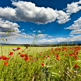 Wild Poppies (Papaver Rhoeas) and Wild Grasses in Front of Sierra Nevada Mountains, Spain Photographic Print by Giles Bracher