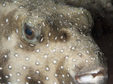 White Spotted Puffer Fish (Arothron Hispidus), Sulawesi, Indonesia, Southeast Asia, Asia Photographic Print by Lisa Collins