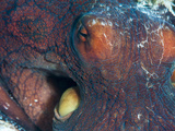 Octopus (Octopus Cyanea), Sulawesi, Indonesia, Southeast Asia, Asia Photographic Print by Lisa Collins