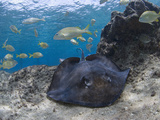 Stingray (Dasyatis Thetidis), Cozumel, Mexico, Caribbean, North America Photographic Print by Antonio Busiello
