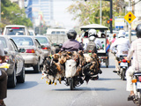 Live Chickens and Ducks Being Taken to Market on a Moped in Phnom Penh, Cambodia, Indochina Photographic Print by Matthew Williams-Ellis