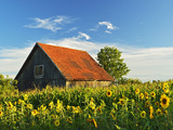 Sunflowers (Helianthus Annuus), Villingen-Schwenningen, Black Forest, Schwarzwald-Baar, Germany Photographic Print by Jochen Schlenker