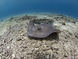 Stingray (Dasyatis Thetidis), Cozumel, Mexico, Caribbean, North America Photographic Print by Antonio Busiello