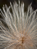Yellow Dryad (Dryas Drummondii) Seed Pod, Jasper Nat'l Park, Alberta, Canada Photographic Print by James Hager
