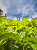 Tea Plantation Close Up in Cameron Highlands, Malaysia, Southeast Asia, Asia Fotografie-Druck von Matthew Williams-Ellis