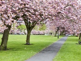 Cherry Blossom on the Stray in Spring, Harrogate, North Yorkshire, Yorkshire, England, UK, Europe Photographic Print by Mark Sunderland