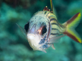 Redcoat Squirrelfish (Sargocentron Rubrum), Sulawesi, Indonesia, Southeast Asia, Asia Photographic Print by Lisa Collins
