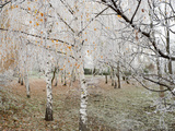 Frost-Covered Birch Trees, Town of Cakovice, Prague, Czech Republic, Europe Photographic Print by Richard Nebesky