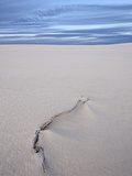 Weathered Twig on a Dune, White Sands National Monument, New Mexico, USA, North America Photographic Print by James Hager
