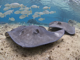 Stingray (Dasyatis Thetidis), Cozumel, Mexico, Caribbean, North America Photographic Print by Antonio Busiello