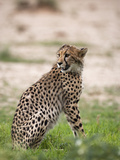 Cheetah (Acinonyx Jubatus) Cub, Kgalagadi Transfrontier Park, South Africa, Africa Photographic Print by Ann & Steve Toon