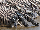 Burchell's Zebra (Equus Burchellii), Etosha National Park, Namibia, Africa Fotografie-Druck von Sergio Pitamitz