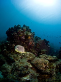 Foureye Butterflyfish (Chaetodon Capistratus), St. Lucia, West Indies, Caribbean, Central America Photographic Print by Lisa Collins
