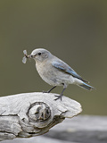 Female Mountain Bluebird (Sialia Currucoides) with an Insect, Yellowstone Nat'l Park, Wyoming, USA Photographic Print by James Hager