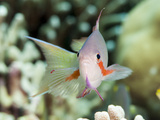 Threadfin Anthias (Pseudanthias Huchti) Male, Sulawesi, Indonesia, Southeast Asia, Asia Photographic Print by Lisa Collins