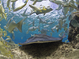 Stingray (Dasyatis Thetidis) and French Grunt (Haemulon Flavolineatum), Cozumel, Mexico, Caribbean Photographic Print by Antonio Busiello