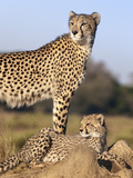 Cheetah (Acinonyx Jubatus) with Cub, Phinda Private Game Reserve, Kwazulu Natal, South Africa Photographic Print by Ann & Steve Toon