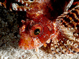 Shortfin Lionfish (Dendrochirus Brachypterus), Sulawesi, Indonesia, Southeast Asia, Asia Photographic Print by Lisa Collins