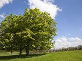 Spring Trees in Jacob Smith Park, Knaresborough, North Yorkshire, England, United Kingdom, Europe Photographic Print by Mark Sunderland