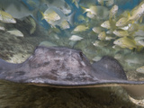 Stingray (Dasyatis Thetidis) and French Grunt (Haemulon Flavolineatum), Cozumel, Mexico, Caribbean Photographic Print by Antonio Busiello