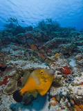 Whitespotted Filefish (Cantherhines Macrocerus), Cozumel, Mexico, Caribbean, North America Photographic Print by Antonio Busiello