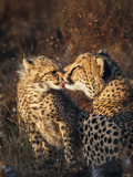 Cheetah (Acinonyx Jubatus) with Cub, Phinda Private Game Reserve, Kwazulu Natal, South Africa Photographic Print by Ann & Steve Toon