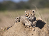 Cheetah (Acinonyx Jubatus) Cub, Phinda Private Game Reserve, Kwazulu Natal, South Africa, Africa Photographic Print by Ann & Steve Toon