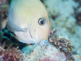Blue Lined Surgeonfish (Acanthurus Nigroris), Sulawesi, Indonesia, Southeast Asia, Asia Photographic Print by Lisa Collins