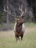 Bull Elk (Cervus Canadensis), Jasper National Park, Alberta, Canada, North America Photographic Print by James Hager