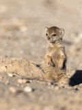 Yellow Mongoose (Cynictis Penicillata) Baby, Kgalagadi Transfrontier Park, South Africa, Africa Photographic Print by Ann & Steve Toon