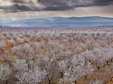 Spring Almond Blossom, Andalucia, Spain, Europe Photographic Print by Giles Bracher