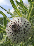 Woolly Thistle (Cirsium Eriophorum) Flowerbud, Chalk Grassland Meadow, Wiltshire, England, UK Photographic Print by Nick Upton