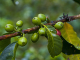 Coffee Beans, Highlands, Papua New Guinea, Pacific Photographic Print by Michael Runkel