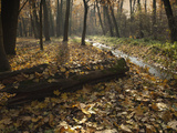 Autumn Leaves in Forest Along Cervenomlynsky Creek, Village of Miskovice, Prague, Czech Republic Photographic Print by Richard Nebesky